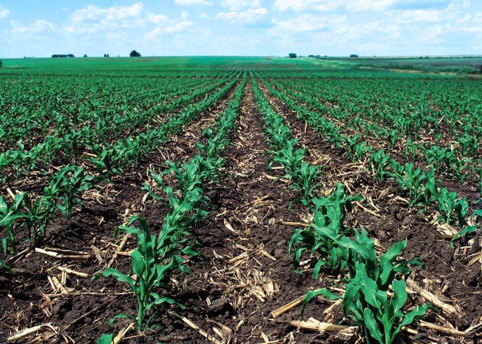 مشروع زراعة و تجفيف الخضراوات