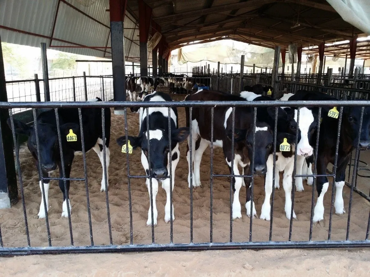 مزرعة الأبقار