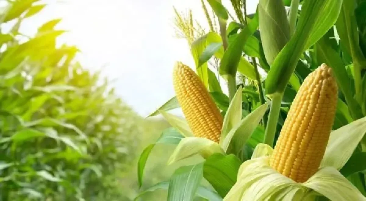 مشروع زراعة الذرة 